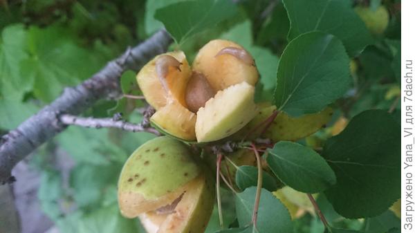 Цветочек :(  Вот как слизни аж на дерево добрались? И как они узнали, что где-то там, наверху, есть что покушать? Мистика...