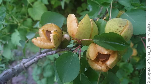 Вот такая &quot;прелесть&quot;