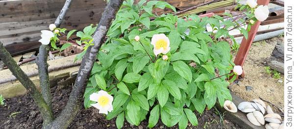 У меня зацвёл пока только дикий пион. Сортовые сидят с бутонами - ждут чего то...