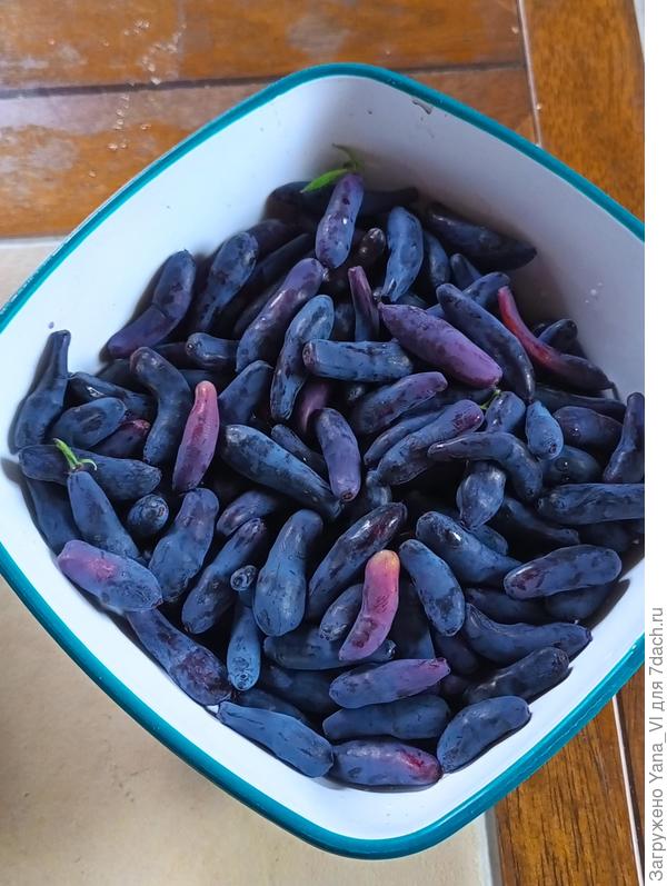 Мисочка жимолости