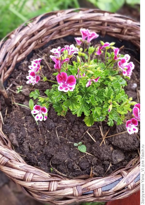 Геранька из серии Ангел цветёт всё таки.