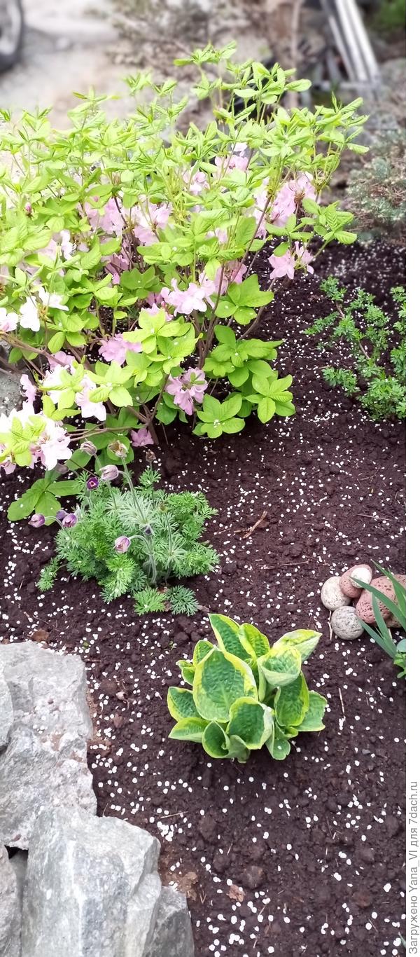 Вот здесь с другого ракурса сфотографировано. Но как раз он цвёл, а хоста только вылезала :)