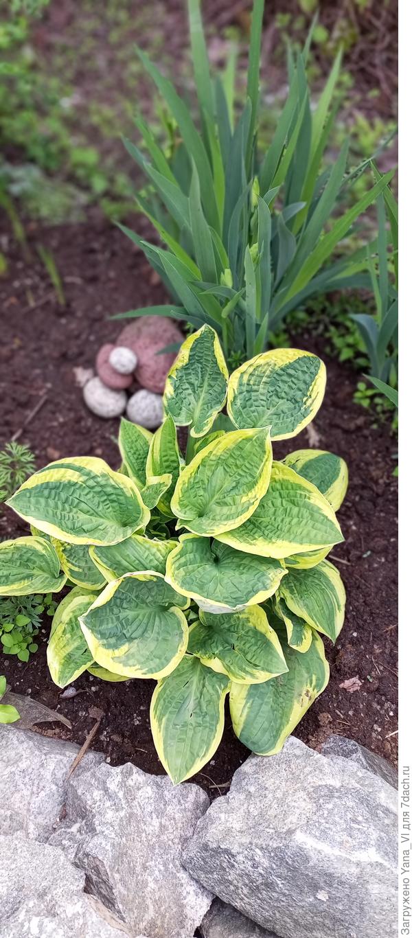 Вот здесь покрупнее.