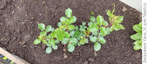 Впервые посадила розы в этом году. Они как раз бутоны набирают вовсю. А что будет с цветами в такую мокроту?