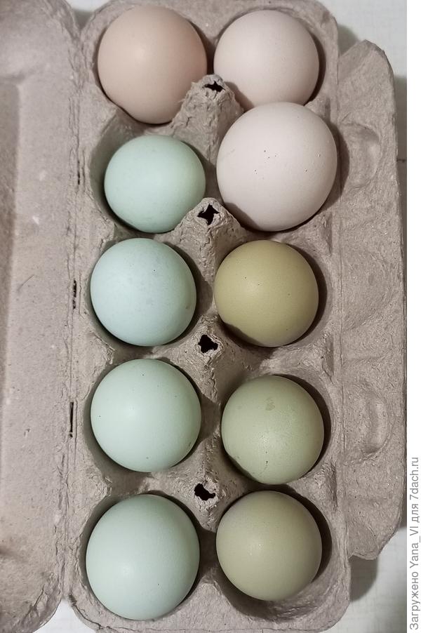 А вот здесь даже оливковым отдаёт