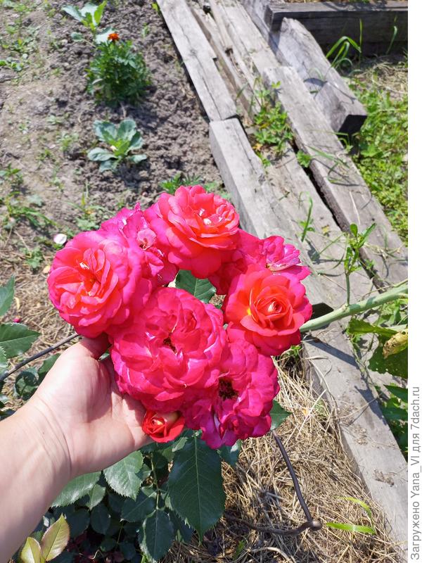 Ну и розы, конечно