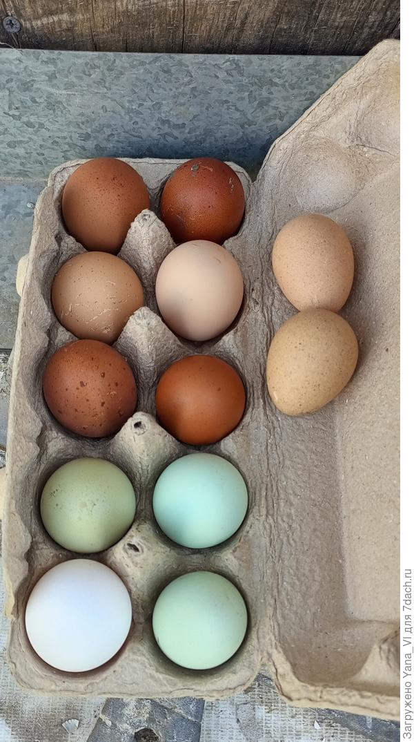 Мой вчерашний &amp;quot;урожай&amp;quot; Сбоку справа два яйца - это цесарки.