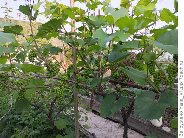 Винограда много завязалось. Это только один куст, а у меня их целая аллея (небольшая) :)