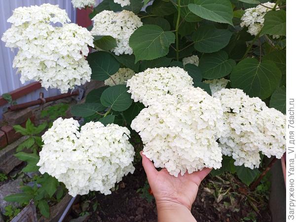 Гортензия древовидная (метельчатая только бутоны набирает, будет позже).