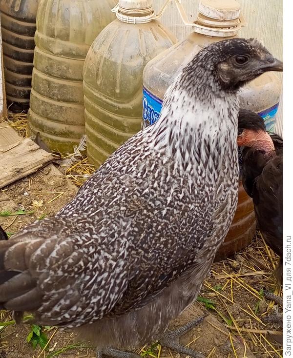 тоже Люёкеданьзи