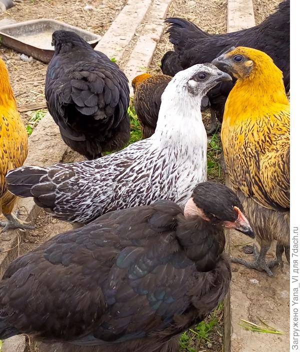 Вместе разные