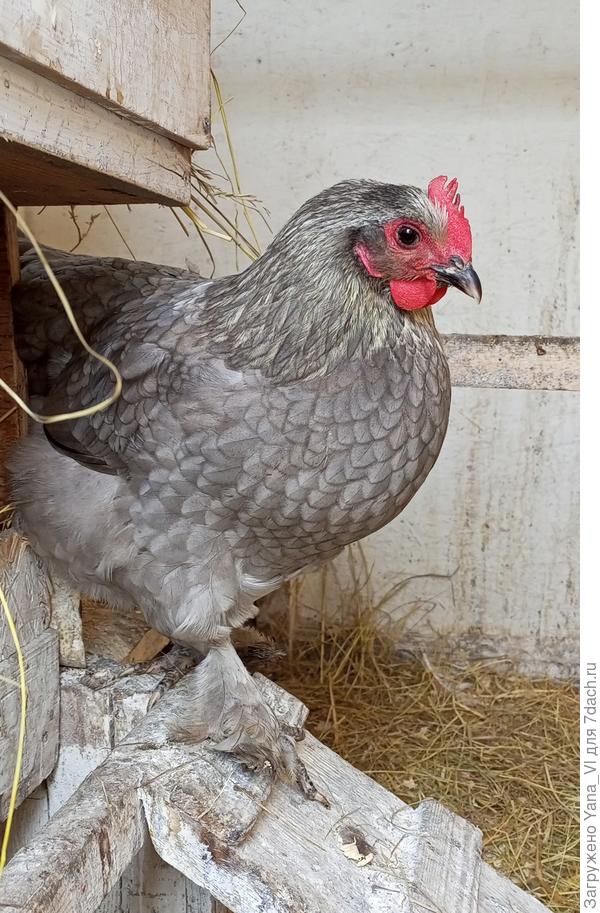 Курочка голубая с серебром