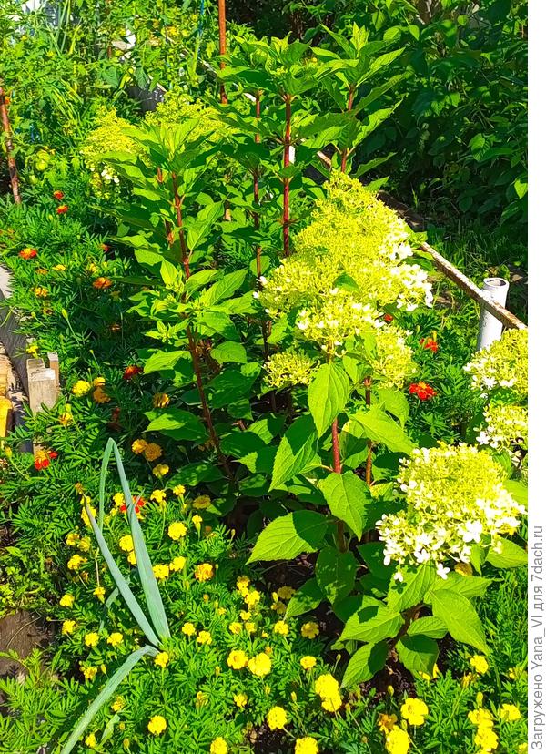 А метельчатая ещё не раскрылась, поэтому стоит солдатиком :)