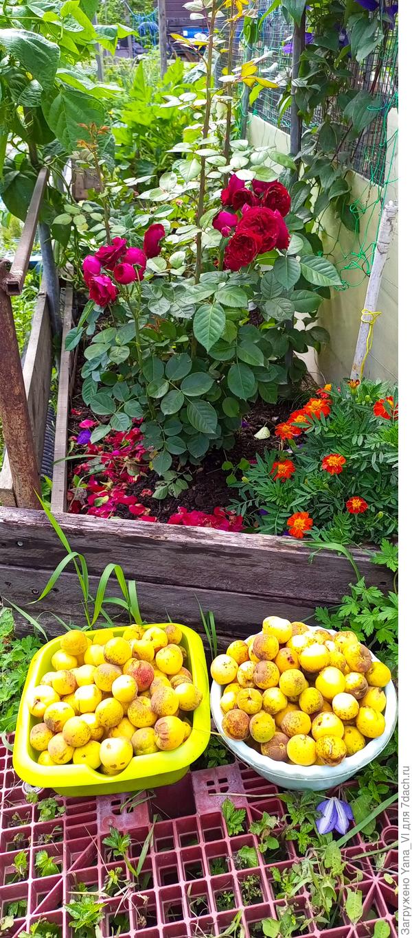 Очередные тазики