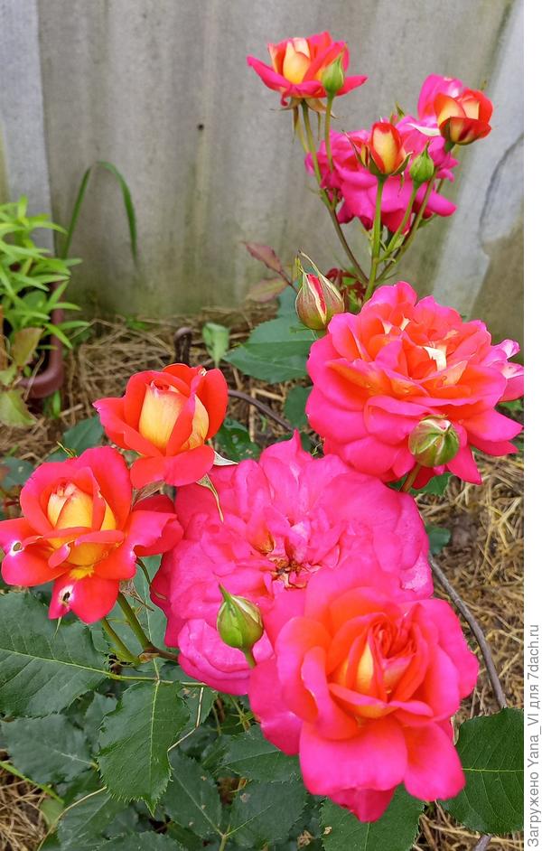 Пусть жизнь радует пышным цветением!