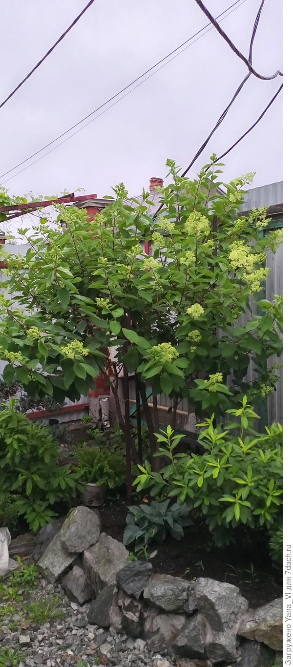 Вот моя Грандифлора (забор 2.45 м). Сегодня утром сфотографировала. Только начинает соцветия распускать.