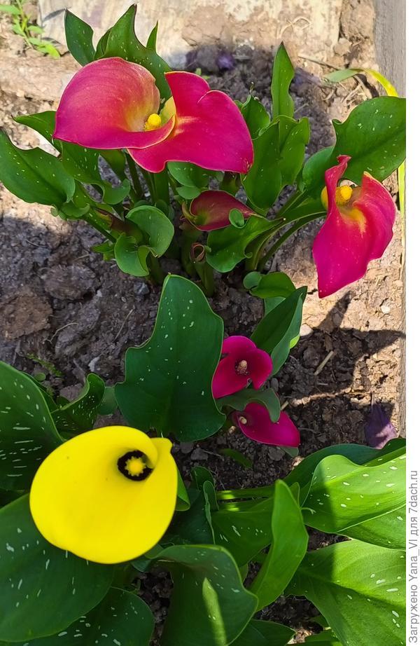 Яркими красками!