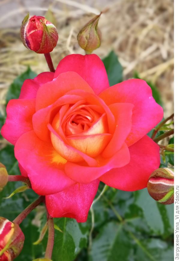 Поздравляю с праздником всех Семидачников!