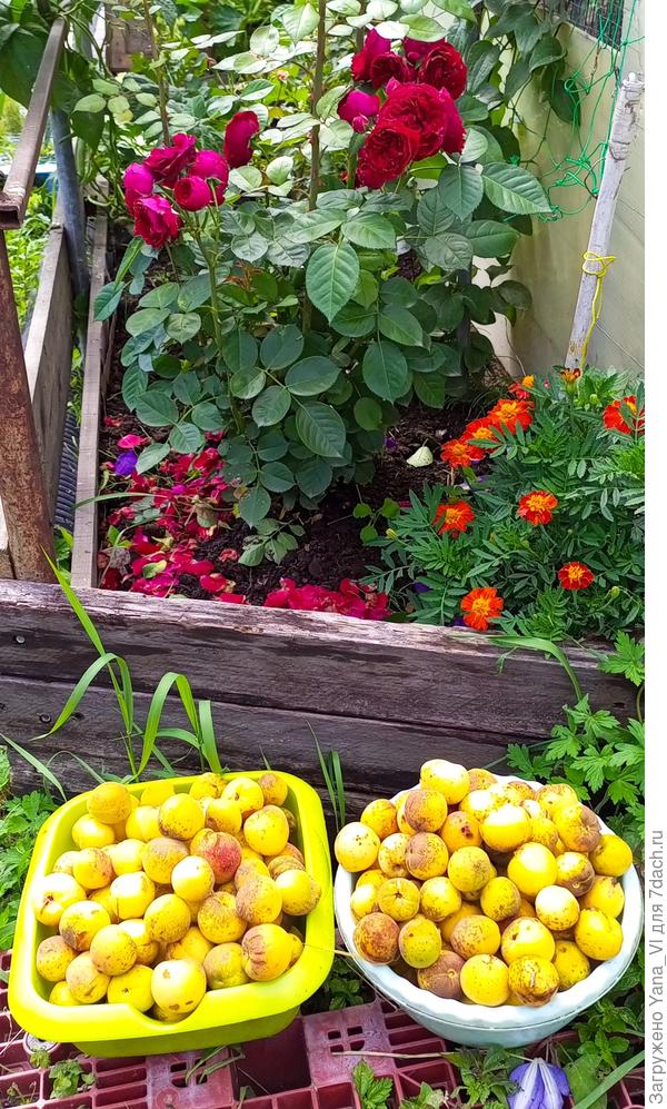 Мой &amp;quot;фронт работ&amp;quot; плюс то, что сегодня к вечеру осыпется...