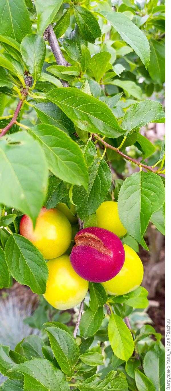 Слива лопается