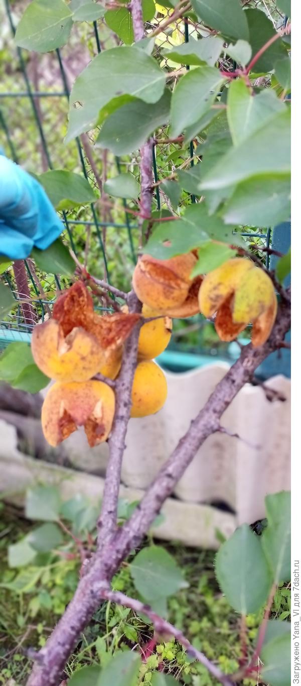 Абрикосовые "цветочки" на ветке