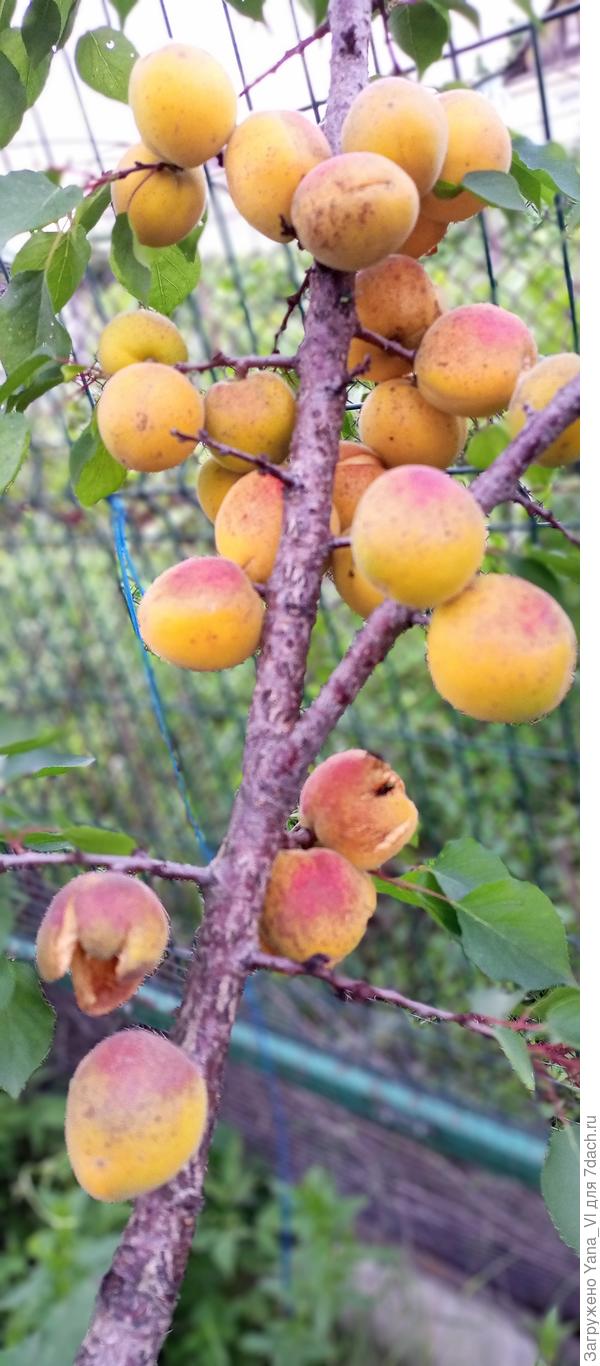 Вот такая фигня