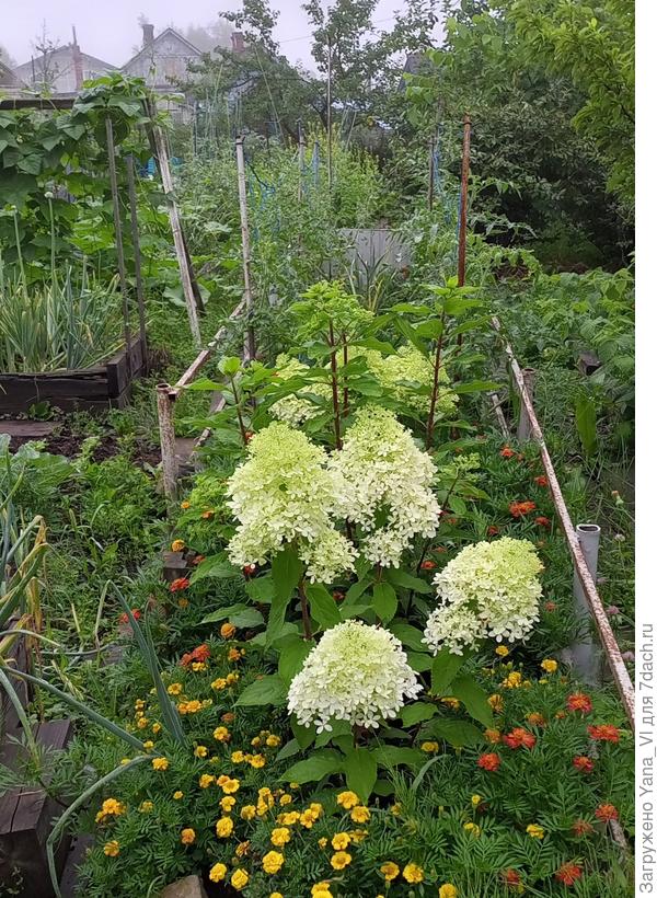 Зато гортензиям хорошо :)