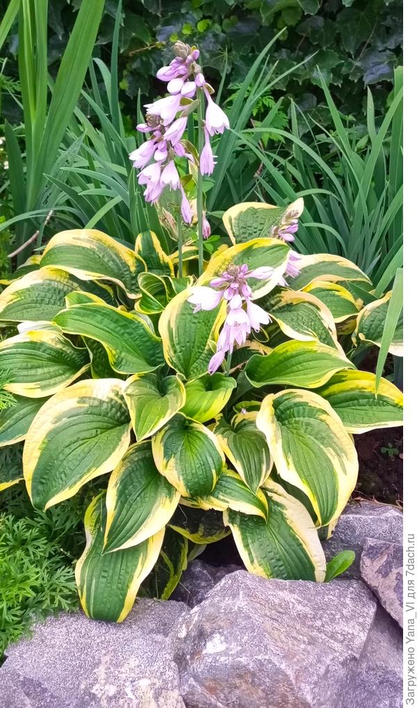 Будем радоваться и цвести несмотря на дожди