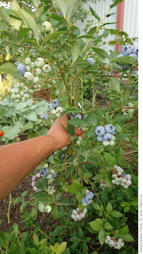 Моя голубика