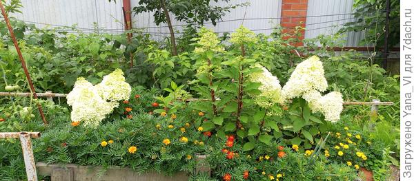 Общий вид школки