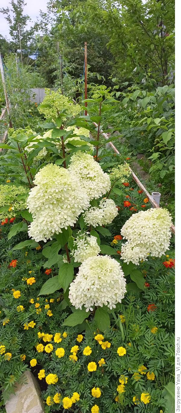 Ройял Флауэр (на заднем плане Панзола, ещё не распустилась)