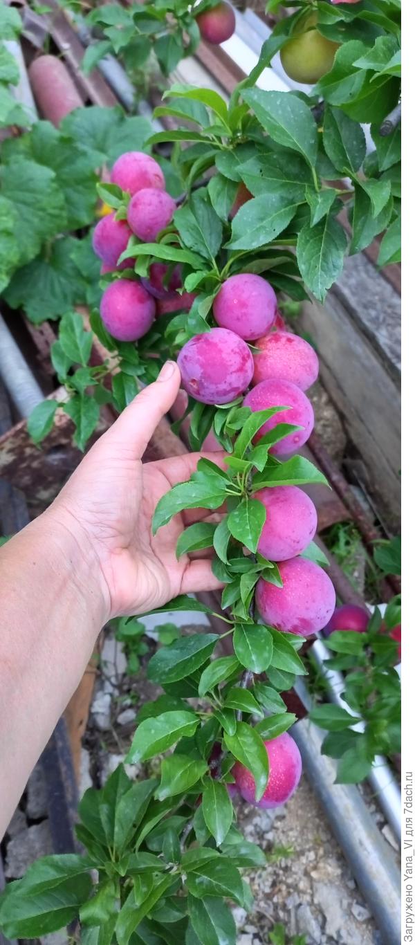 Кубанская комета