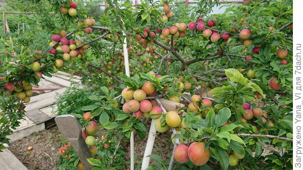 Вот здесь я пыталась, но вряд ли понятно... Ещё и подпорки стоят, мешают понять форму.