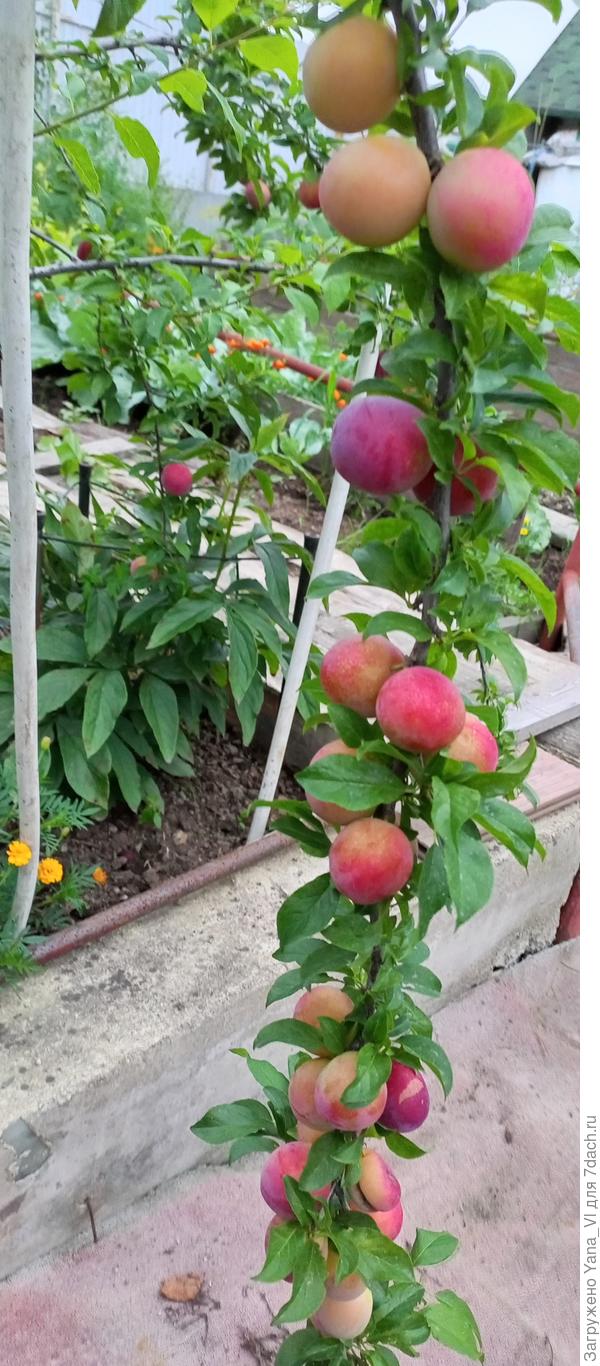 Как ветки не отламываются под тяжестью - сама не понимаю