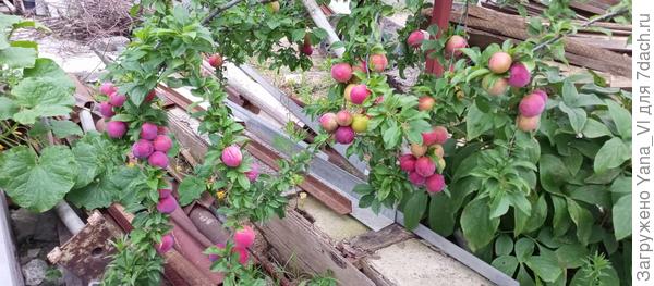 Но бардак не мой, а мужа :) а вот слива = моя заслуга :)