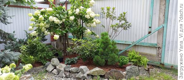 Попутно привела в порядок, прополола и отсыпала корой свой хвойный уголок.