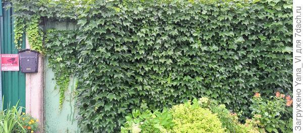 Мой забор, сплошняком затянут виноградом Вичи.  Даже на калитку перелез, наплевав, что она постоянно открывается. Прекрасно держится и разрастается. Стригу несколько раз за сезон, чтобы нормально заходить.