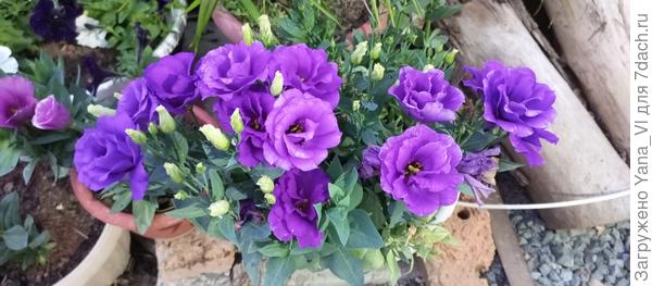 А это просто для настроения. :)  Эустоме очень хорошо. Даже в ограниченном объёме земли в кашпо не пересыхает.о