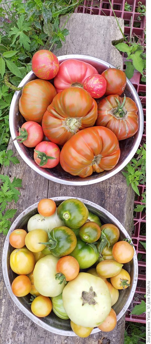 Помидоры приходится снимать и неспелыми, поскольку с нашей влажностью уберечь кусты от фитафторы не получается. Пусть лучше дома дозревают. Снимаю порциями через день.