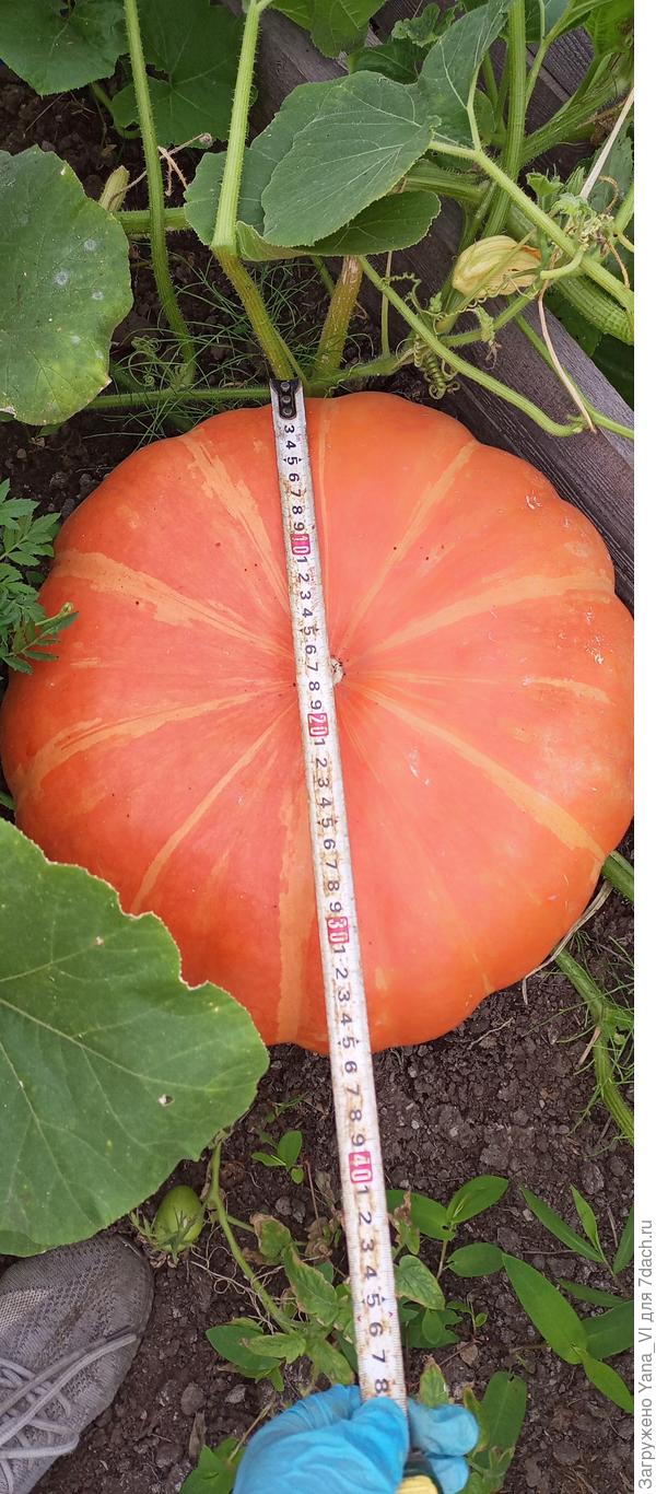 Рудольфовна, привет вашим тыквам от моих :) Вот таких уже 5 штук. В субботу измеряла, пыталась определить, пора снимать или пусть ещё порастут?