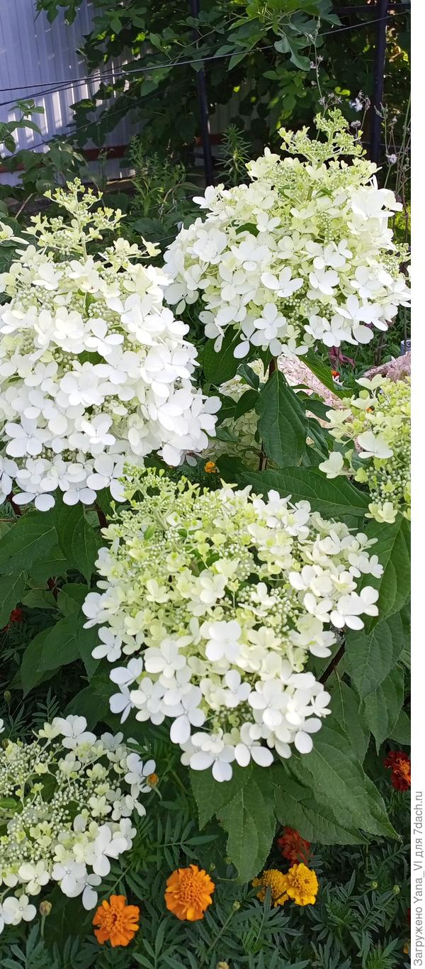 Вот такие (ещё не начали розоветь).