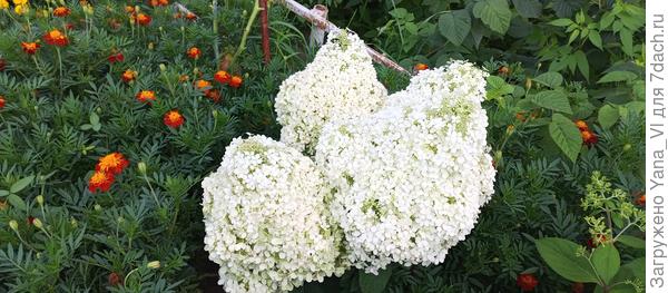 Мой Бобо вот такой.