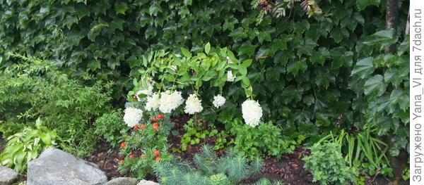 А вот так выглядит малышка, отсаженная в прошлом сентябре в зазаборье...  Жуть.