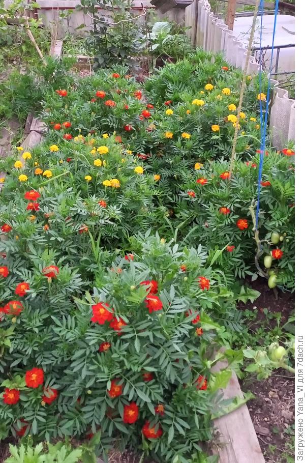 А здесь бархатцы капусту так успешно "защитили", что её и не видно из-под них :)