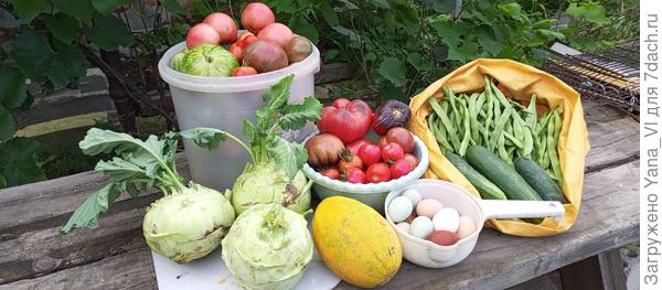 Томаты приходится снимать тотально. С нашей влажностью и дождями бесконечными от фитафторы не спастись никакими средствами.