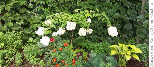 Малышка гортензия в зазаборье изображает плакучий фонтан...