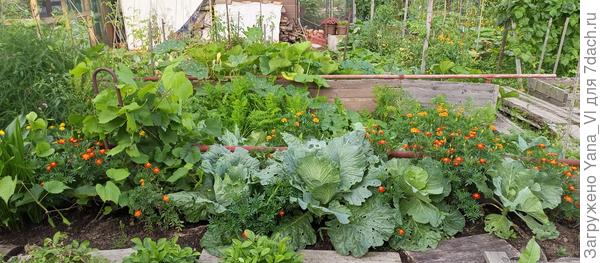 Капуста пытается вылезти из под бархатцев, посаженных для её защиты от бабочек белянок