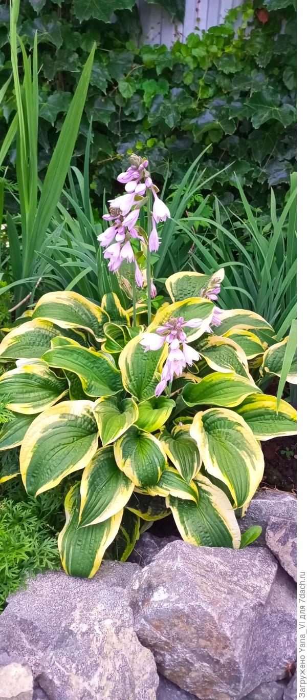 К сожалению название сорта не знаю. Затерялось за давностью лет :(