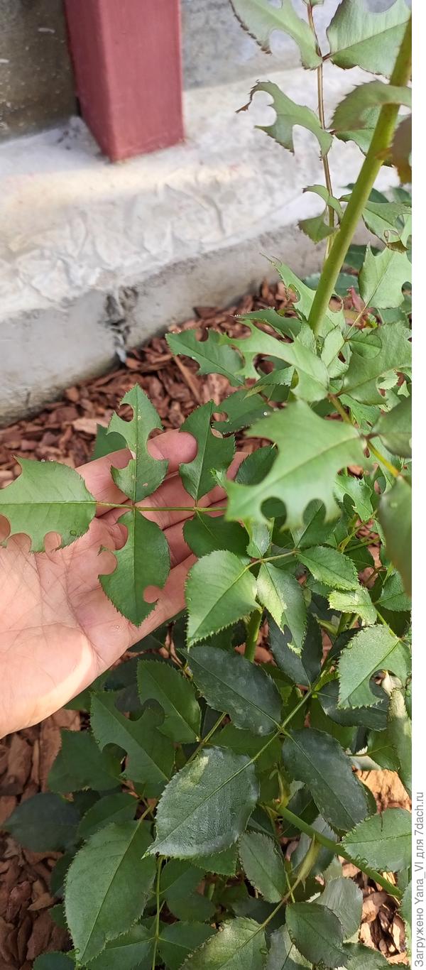 А у меня пчёлы-листорезы начали украшать розу :)