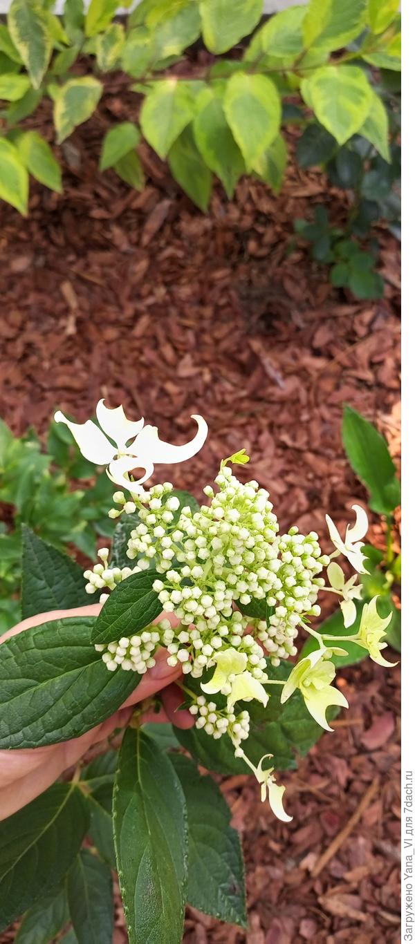 И выводят новый сорт гортензии :)